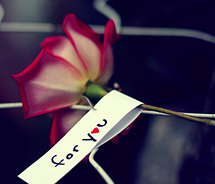 flower rose